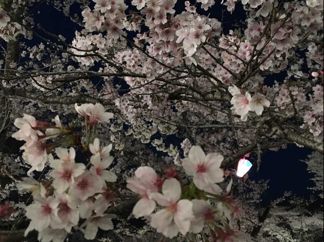 水戸千波湖の桜